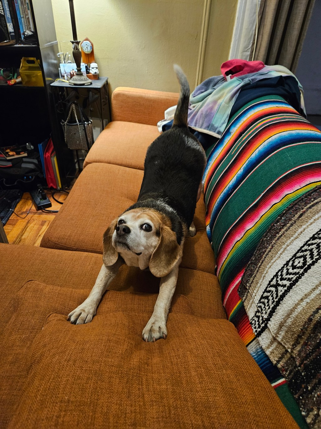 MamaCat and the Pure Unadulterated Joy of True Love 🐕💖